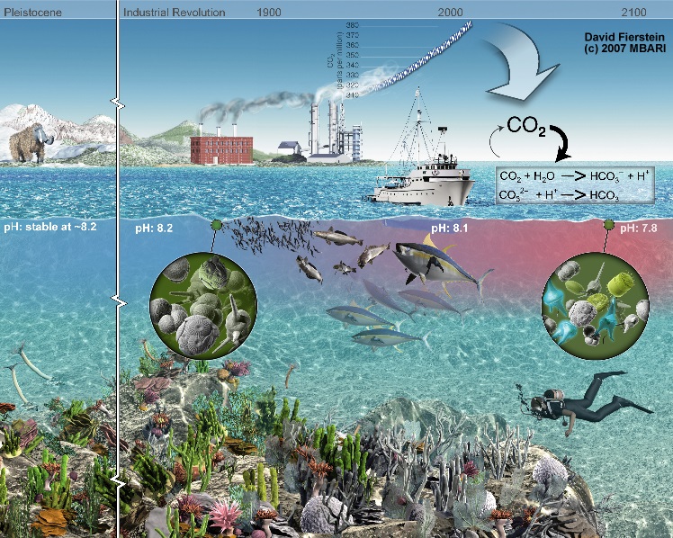 Fig. 2.  Ocean Acidification. Showing a basic example of how anthropogenic activities cause ocean acidification. Photo. Mbari.org. Sept. 12, 2013.