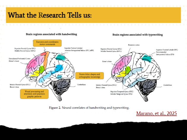 Two brains - with different areas lit up to represent where hand writing activates different parts of the brain. 